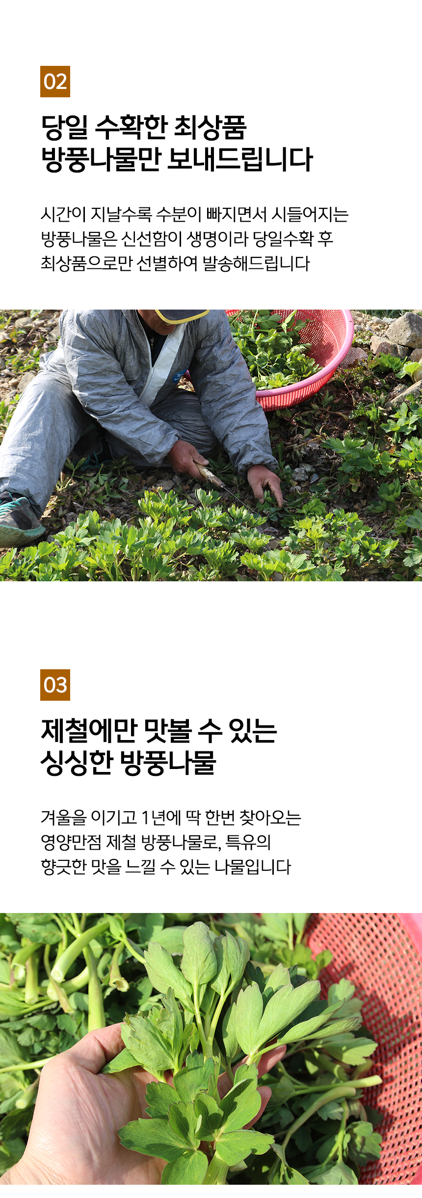 [예약배송 3월4일 출고 예정] 여수 금오도 해풍맞은 방풍나물 봄나물 나물 1kg 500g