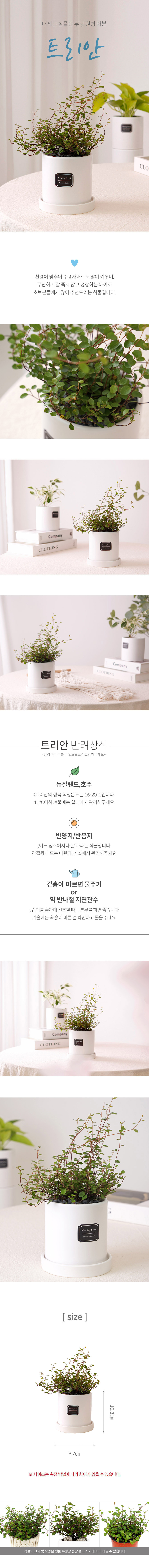 실내공기정화식물 무광원형화분 트리안 상세 이미지 3