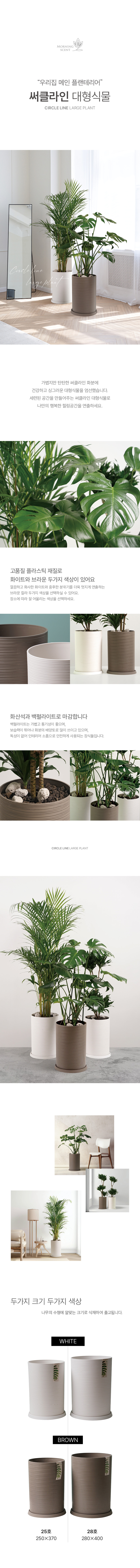 피어리스 써클라인 화분 대형 실내공기정화식물 대형화분 상세 이미지 1