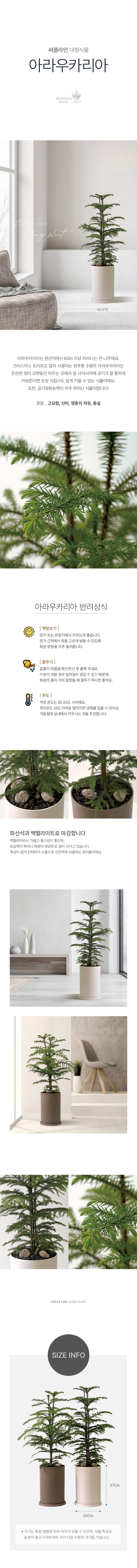 아라우카리아 써클라인 화분 대형 실내공기정화식물 대형화분 상세 이미지 2