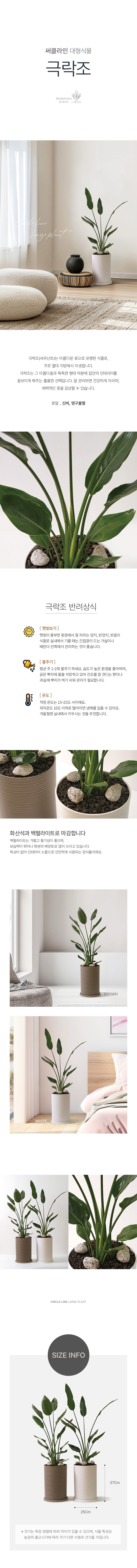 극락조 써클라인 화분 대형 실내공기정화식물 대형화분 상세 이미지 2