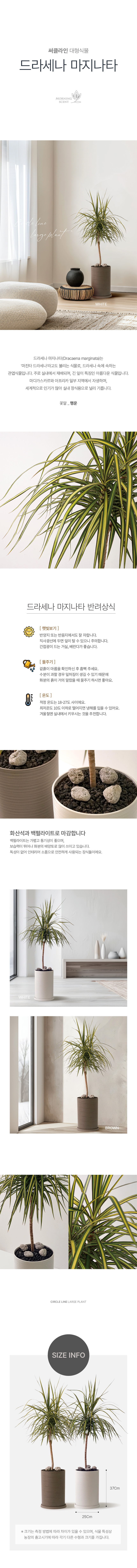 드라세나 마지나타 써클라인 화분 대형 실내공기정화식물 대형화분 상세 이미지 2