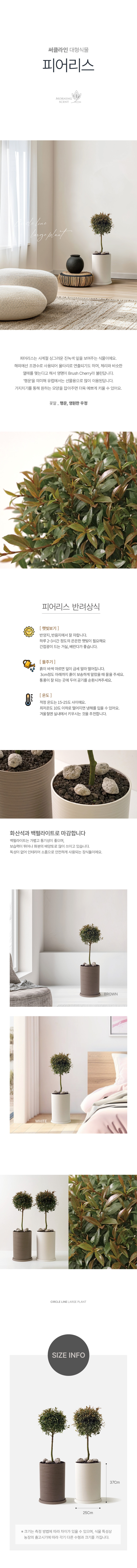 피어리스 써클라인 화분 대형 실내공기정화식물 대형화분 상세 이미지 2