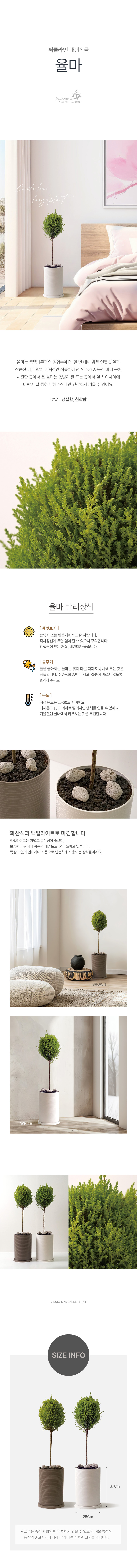 핫도그 율마 써클라인 화분 대형 실내공기정화식물 대형화분 상세 이미지 2