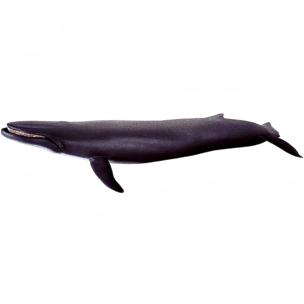 Oce 프랑스 핸드페인팅 흰긴수염고래 피규어 동물프라모델 대왕고래모형 동물피규어