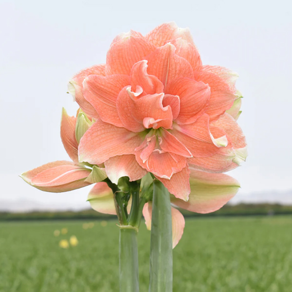 아마릴리스-티카 코랄