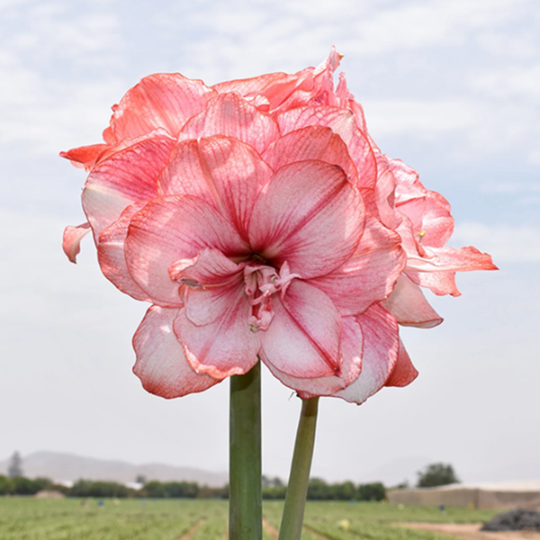 아마릴리스-티카 페어리