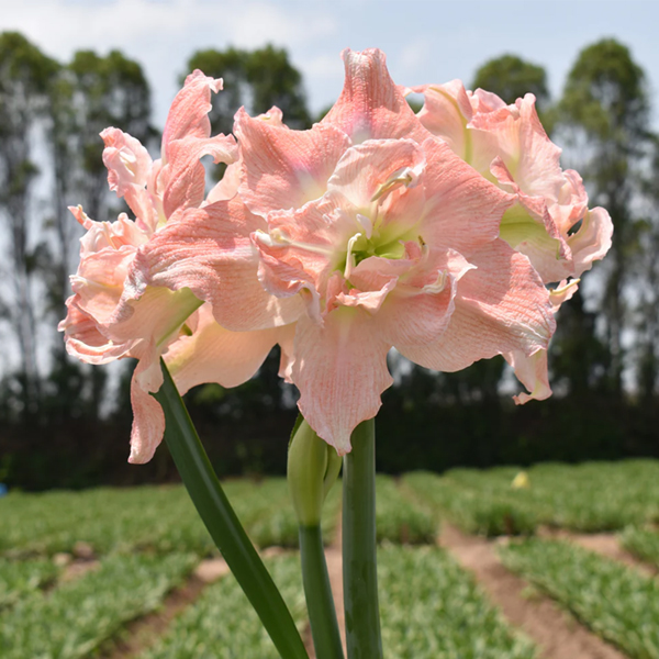 아마릴리스-티카 프린세스