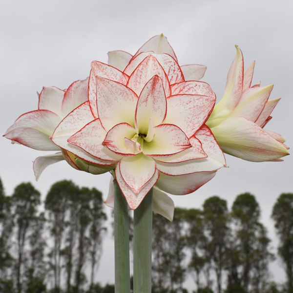 아마릴리스-티카 스타