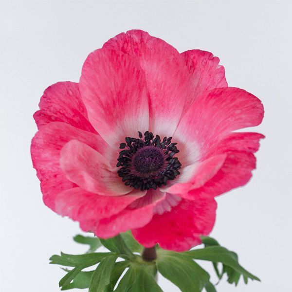 아네모네 구근 - 미스트랄플러스 핑키