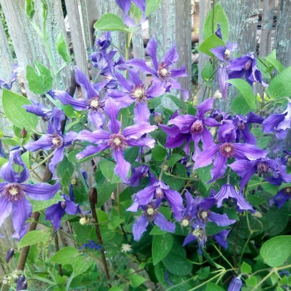 클레마티스 포트(화분) - 시자이아 쁘띠차