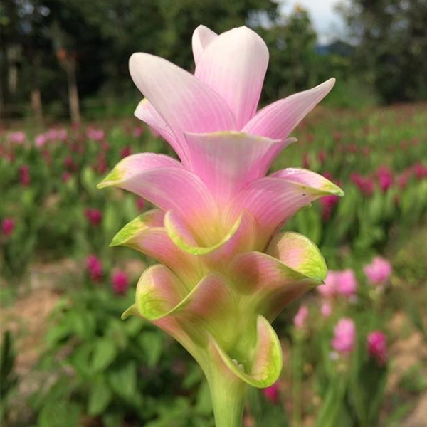 쿠루쿠마 - 체리 안나 라이트 핑크