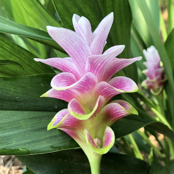 쿠루쿠마 - 체리 안나 핑크