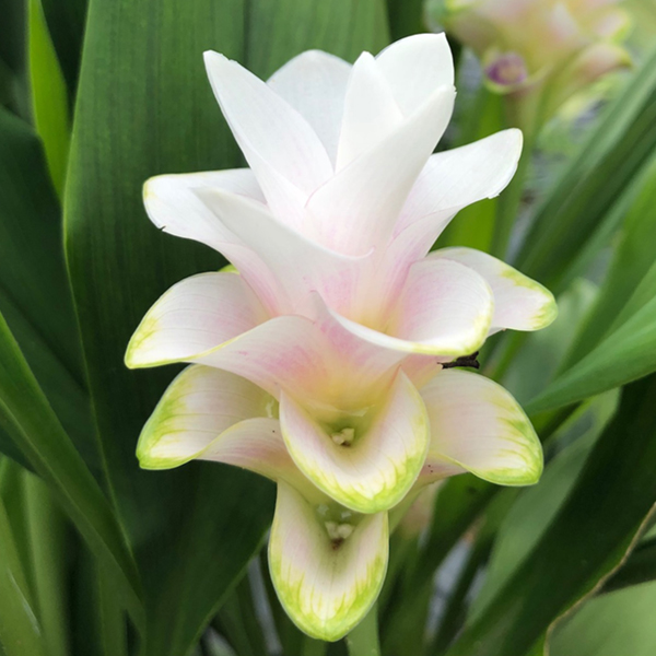 쿠루쿠마 - 체리 안나 화이트