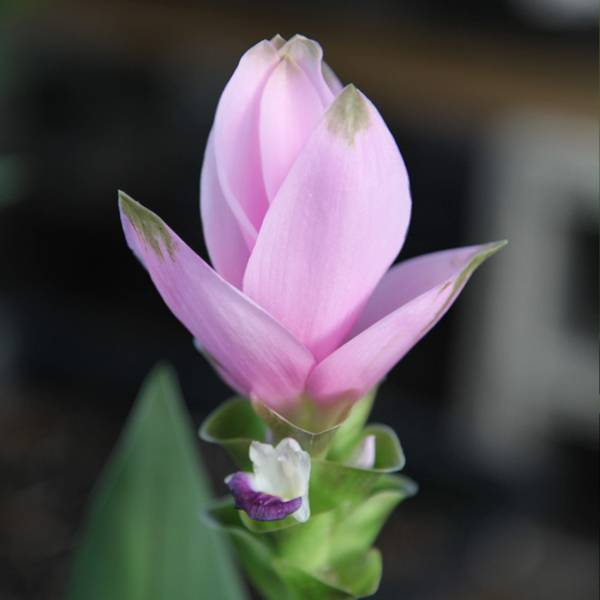 쿠루쿠마 - 치앙마이 핑크