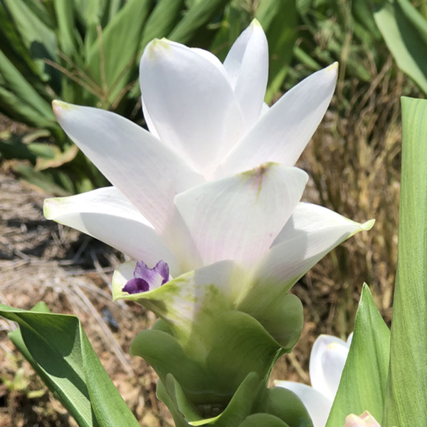 쿠루쿠마 - 마에조 화이트