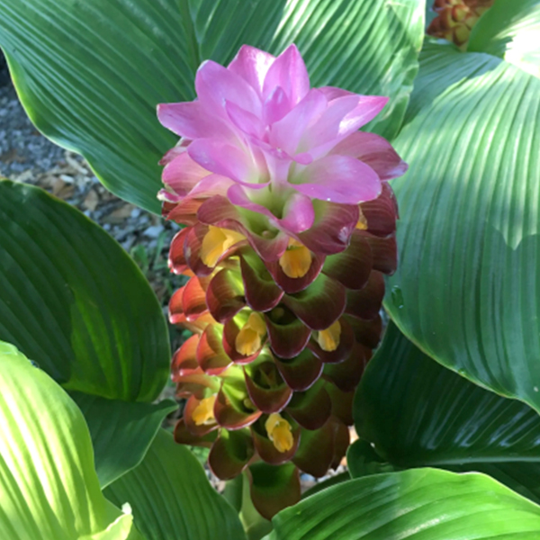 쿠루쿠마 - 스위트 메모리