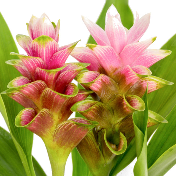 쿠루쿠마 - 트위스터