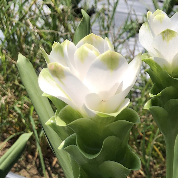 쿠루쿠마 - 유키