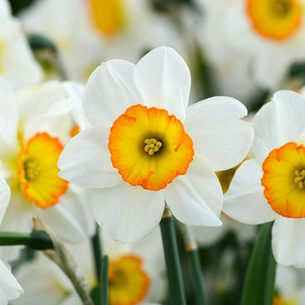 수선-플라워 레코드