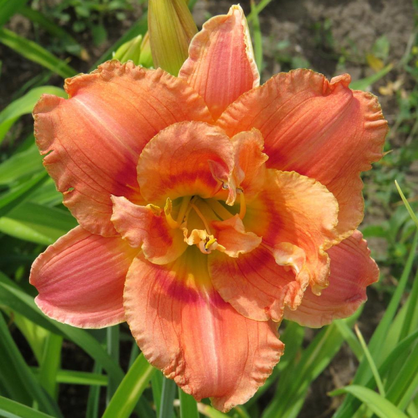 서양원추리(헤메로칼리스)-콩고 코랄