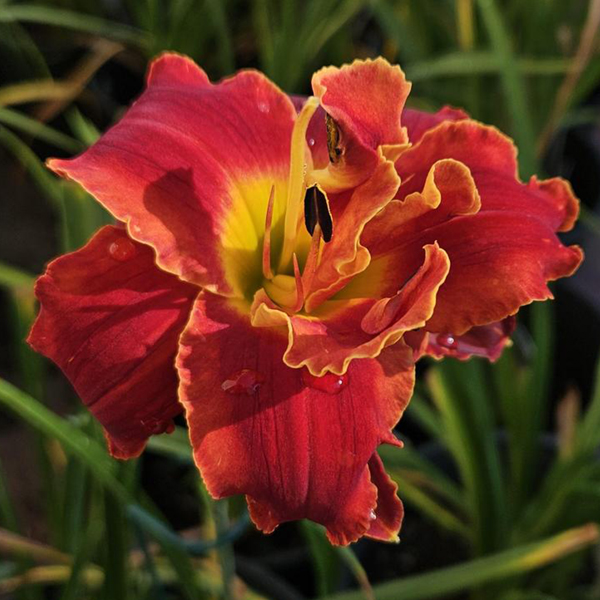 서양원추리(헤메로칼리스)-하이랜드 로드