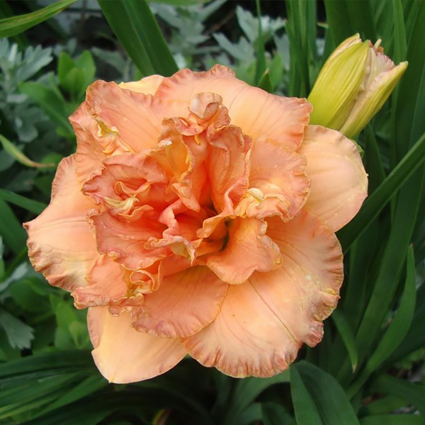 서양원추리(헤메로칼리스)-실로암 더블 석세스