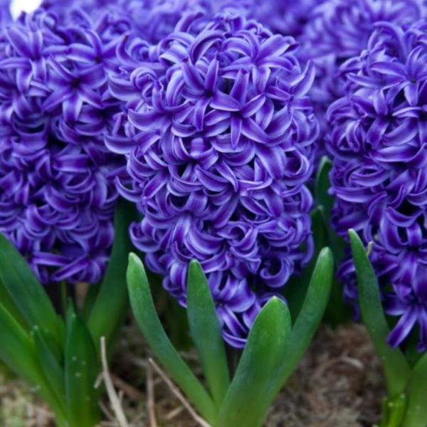 히야신스-블루 펄