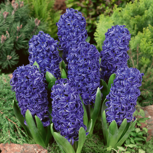 히야신스-블루 펄