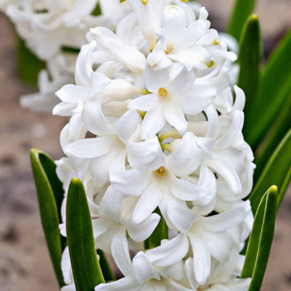 히야신스-시베리아