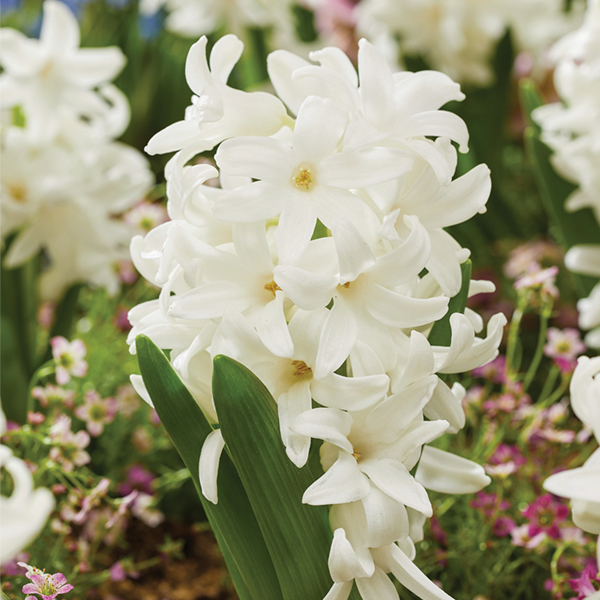 히야신스-시베리아