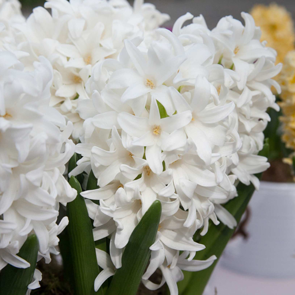 히야신스-시베리아