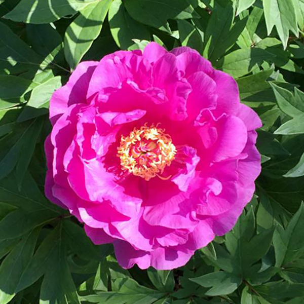 작약 - 고돈 시몬손