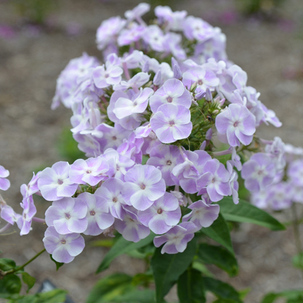 플록스 - 캐서린