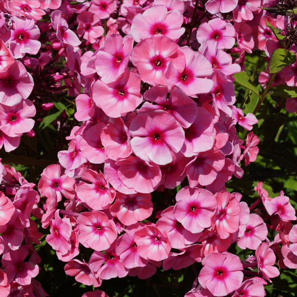 플록스 - 라리사