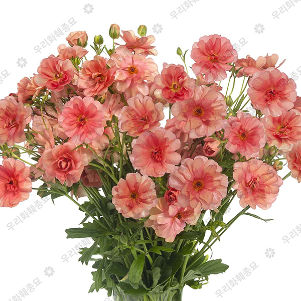 라넌큘러스 버터플라이 구근 - 에리스