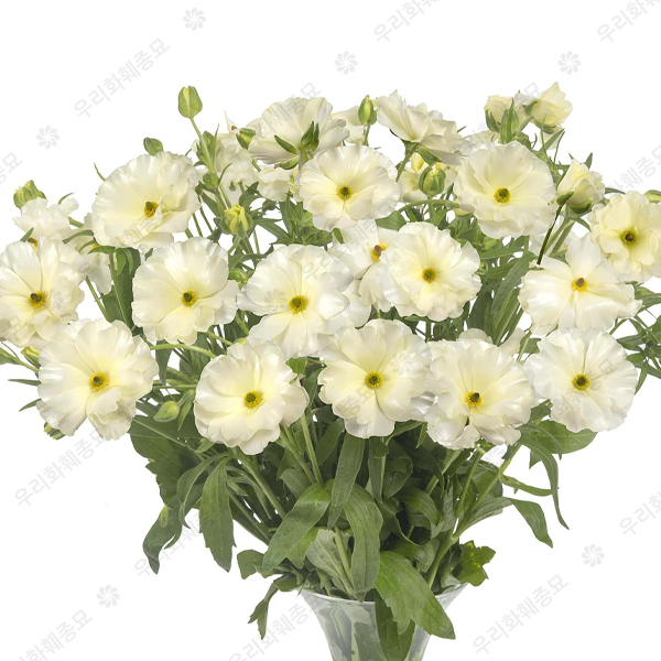 라넌큘러스 버터플라이 구근 - 그레이스