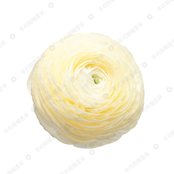 라넌큘러스 구근 - 엘레강스 크레마