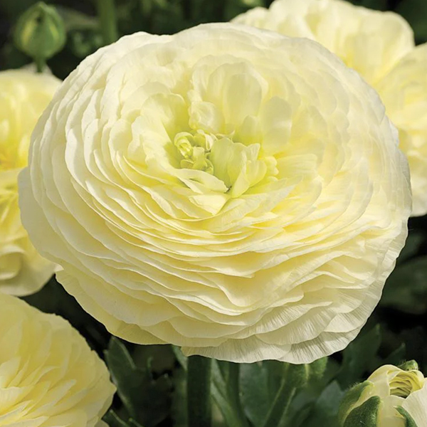 라넌큘러스 구근 - 엘레강스 크레마 라넌큘러스 구근 - 엘레강스 크레마