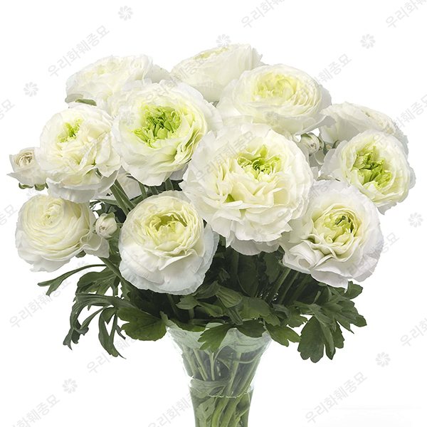 라넌큘러스 구근 - 몽텐베르