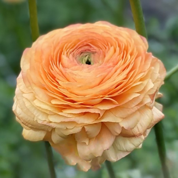 라넌큘러스 구근 - 허니