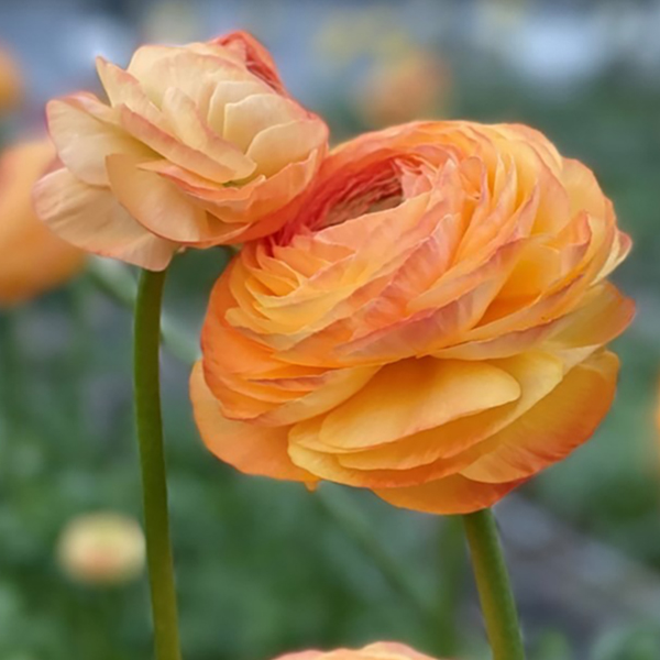 라넌큘러스 구근 - 허니 라넌큘러스 구근 - 허니