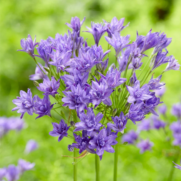 트리텔리아 - 아쿠아리우스