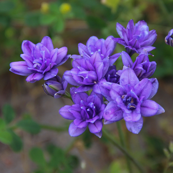 트리텔리아 - 아쿠아리우스