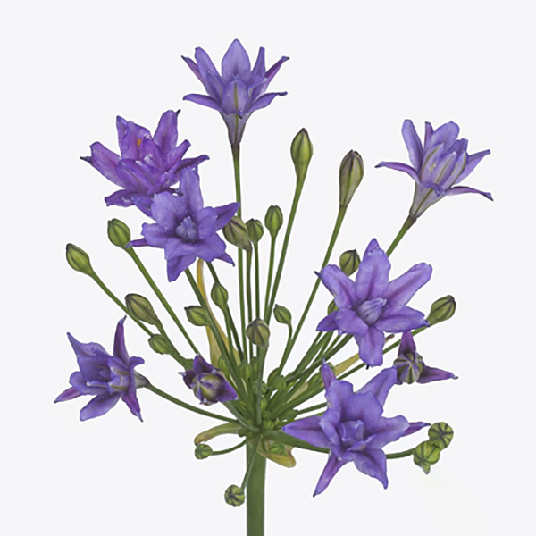 트리텔리아 - 아쿠아리우스