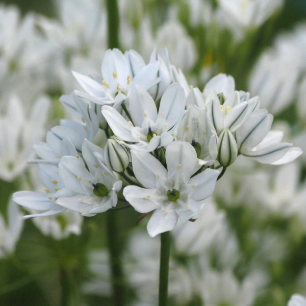 트리텔리아 - 히아신티나