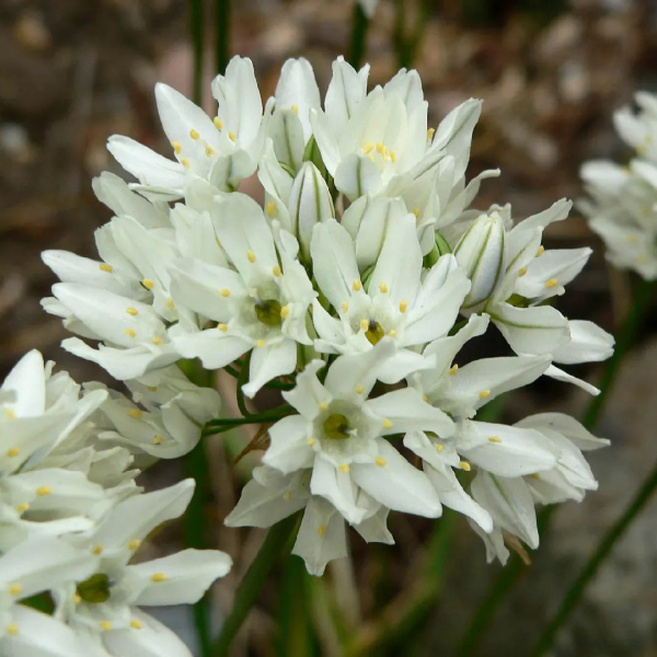 트리텔리아 - 히아신티나