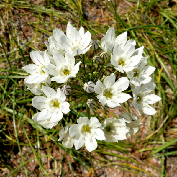 트리텔리아 - 히아신티나