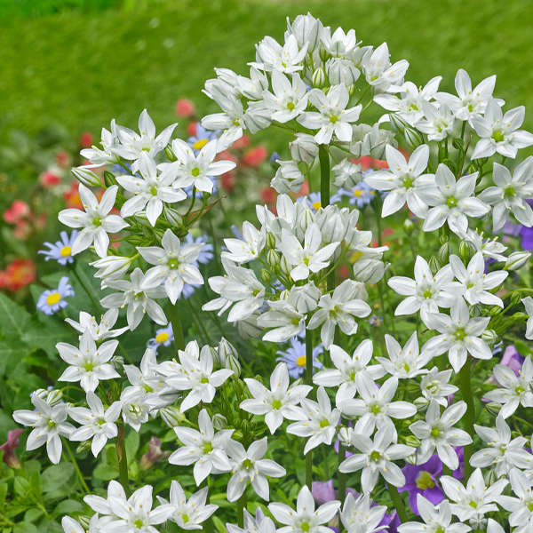 트리텔리아 - 히아신티나