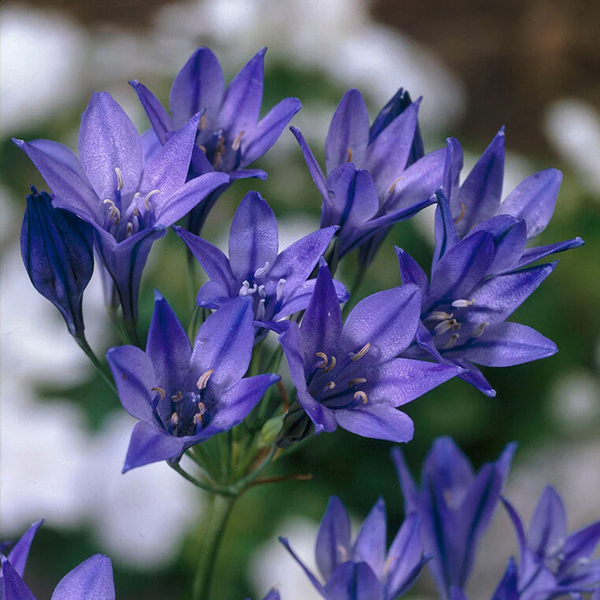 트리텔리아 - 코닝인파비올라